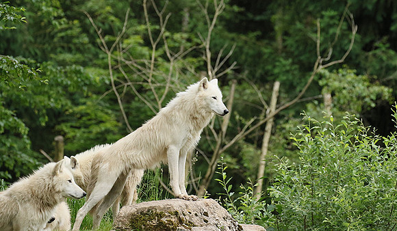 White wolves - Parc animalier de Ste Croix