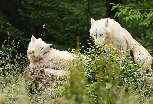 White wolves - Parc animalier de Ste Croix