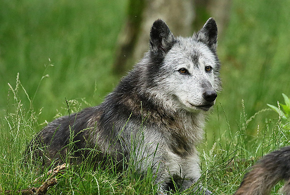 Black wolves - Parc animalier de Ste Croix