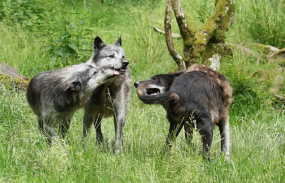 Black wolves - Parc animalier de Ste Croix