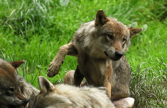 Grey wolves - Parc animalier de Ste Croix