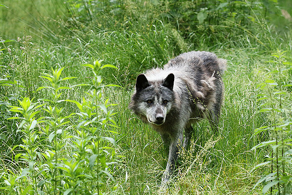 Black wolves - Parc animalier de Ste Croix