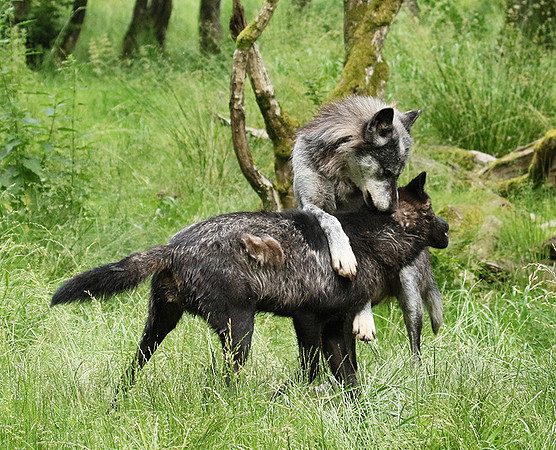 Black wolves - Parc animalier de Ste Croix
