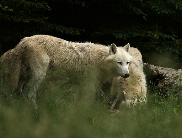 White wolves - parc animalier de Ste Croix