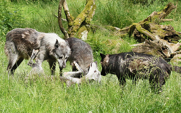 Black wolves - Parc animalier de Ste Croix