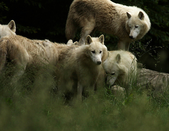 White wolves - parc animalier de Ste Croix