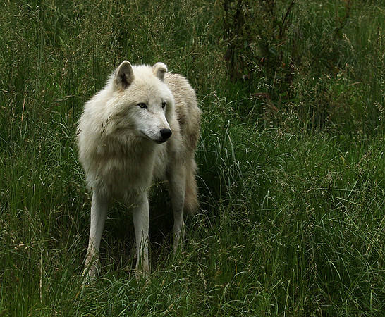 White wolves - Parc animalier de Ste Croix