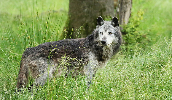 Black wolves - Parc animalier de Ste Croix