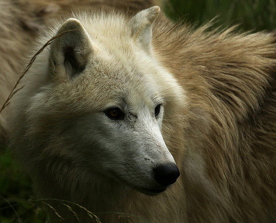 White wolf - parc animalier de Ste Croix