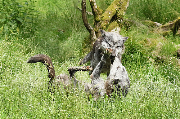 Black wolves - Parc animalier de Ste Croix