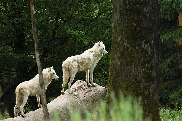 White wolves - Parc animalier de Ste Croix