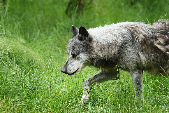 Black wolves - Parc animalier de Ste Croix