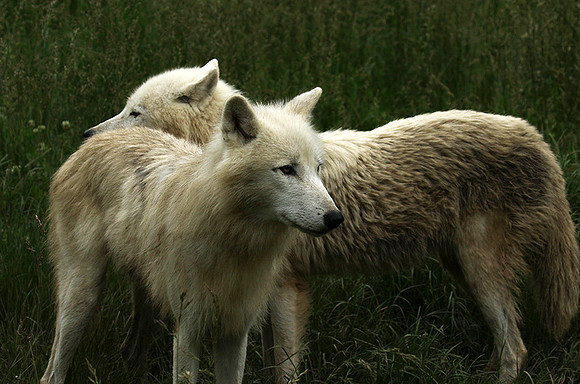 White wolves - Parc animalier de Ste Croix