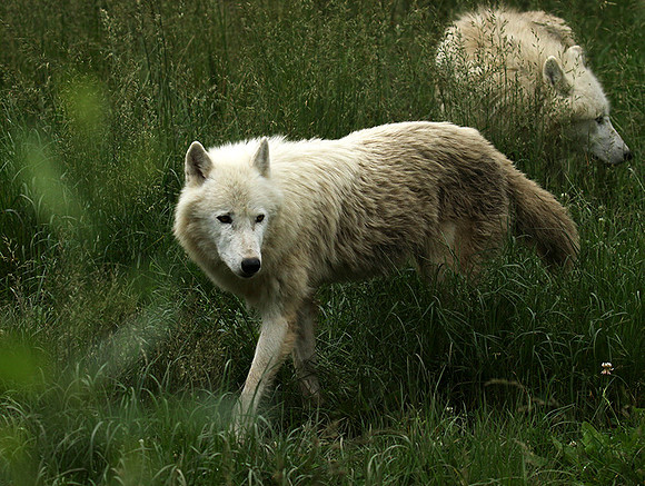 White wolves - Parc animalier de Ste Croix