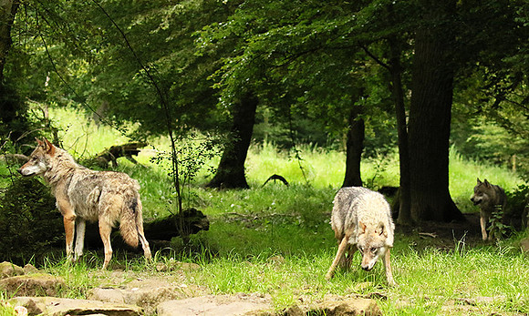 Grey wolves - Parc animalier de Ste Croix