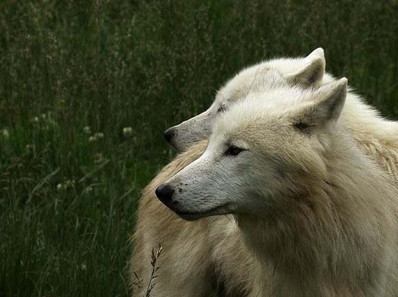 White wolves - Parc animalier de Ste Croix