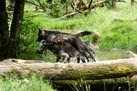 Black wolves - Parc animalier de Ste Croix
