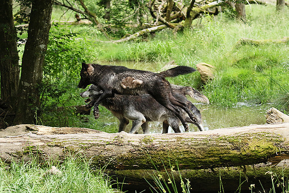 Black wolves - Parc animalier de Ste Croix