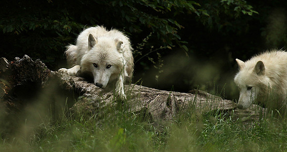 White wolves - parc animalier de Ste Croix