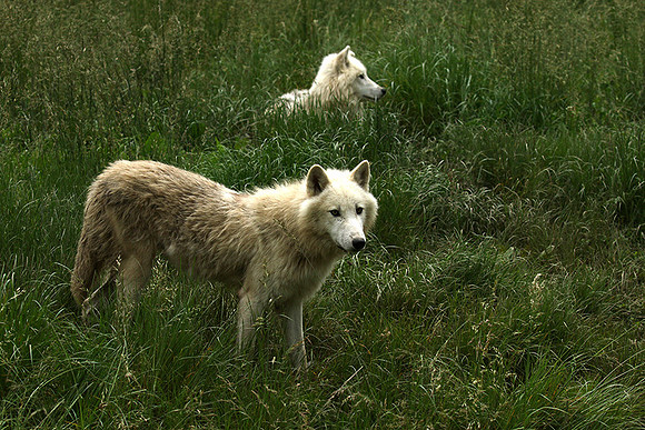 White wolves - Parc animalier de Ste Croix