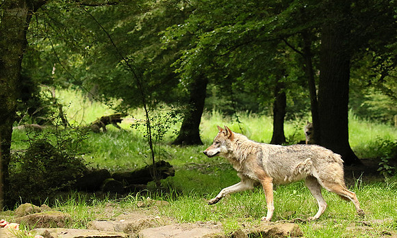 Grey wolves - Parc animalier de Ste Croix