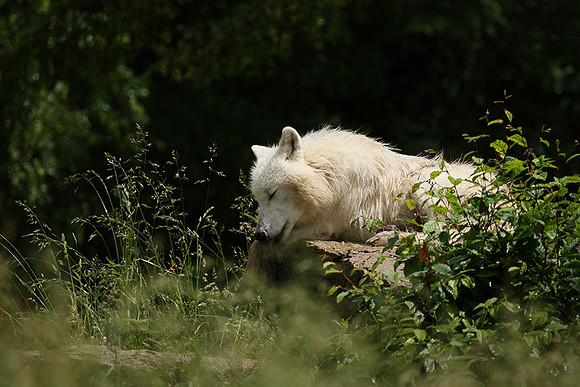 White wolves - Parc animalier de Ste Croix