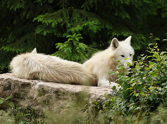 White wolves - Parc animalier de Ste croix