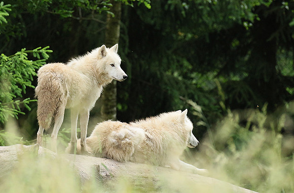 White wolves - Parc animalier de Ste Croix