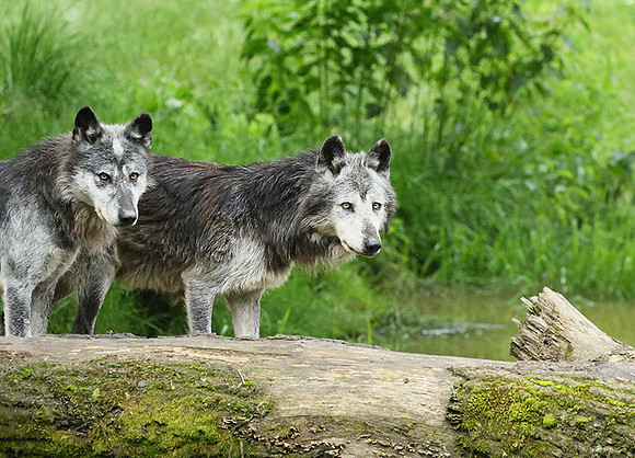 Black wolves - Parc animalier de Ste Croix