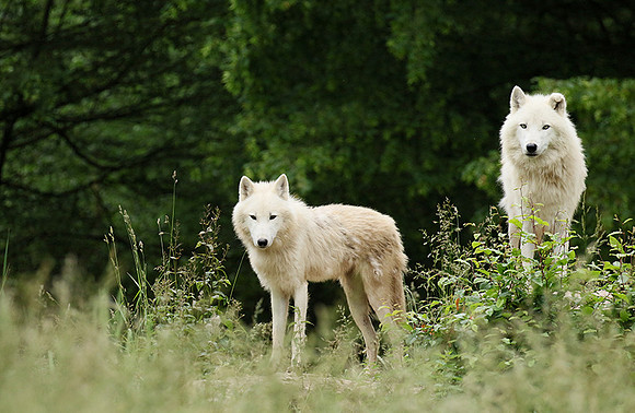 White wolves - Parc animalier de Ste Croix