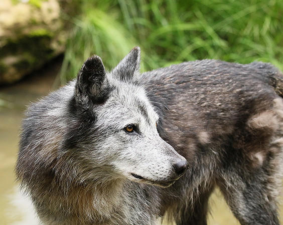 Black wolves - Parc animalier de Ste Croix