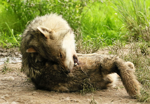 Grey wolves - Parc animalier de Ste Croix