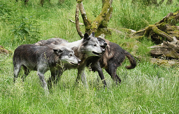 Black wolves - Parc animalier de Ste Croix