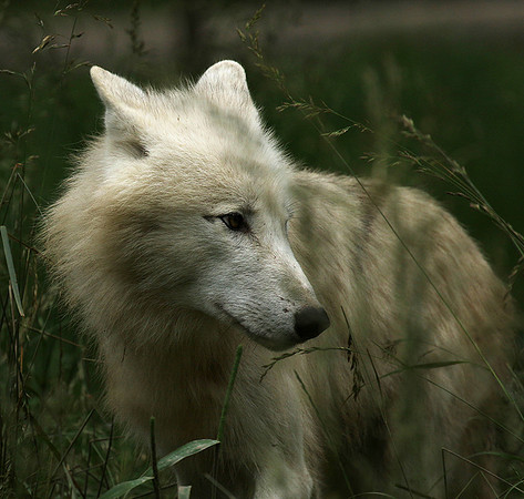 White wolf - parc animalier de Ste Croix