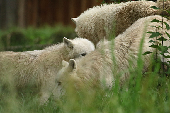 White wolves - Parc animalier de Ste Croix