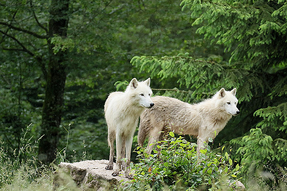 White wolves - Parc animalier de Ste Croix