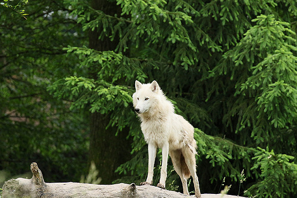 White wolves - Parc animalier de Ste Croix