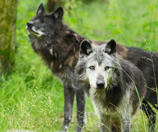 Black wolves - Parc animalier de Ste Croix