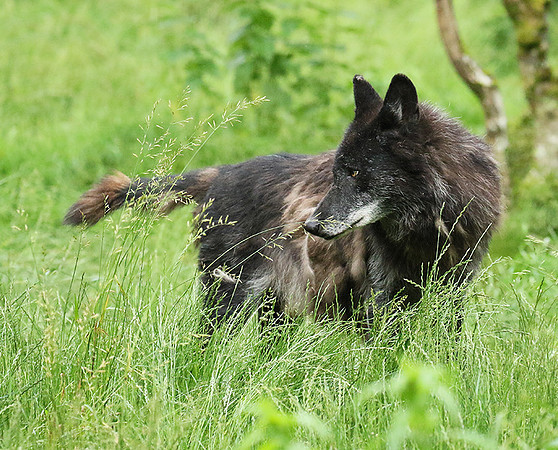 Black wolves - Parc animalier de Ste Croix