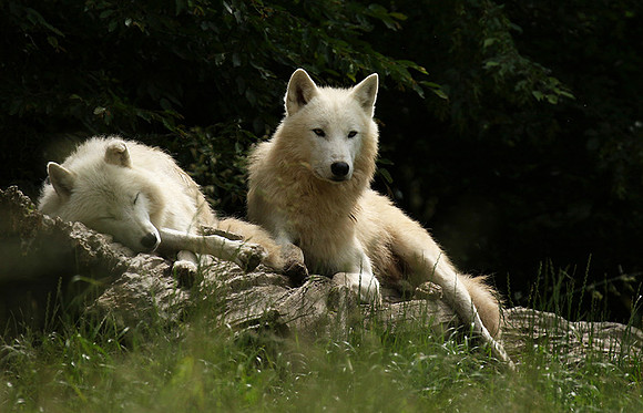 White wolves - parc animalier de Ste Croix