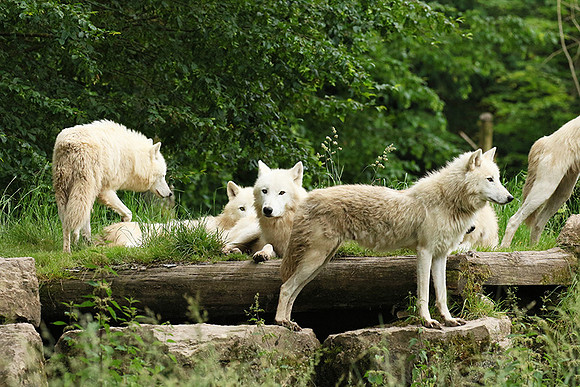 White wolves - Parc animalier de Ste croix