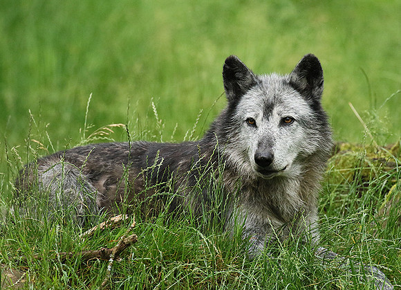 Black wolves - Parc animalier de Ste Croix