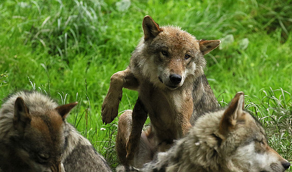 Grey wolves - Parc animalier de Ste Croix