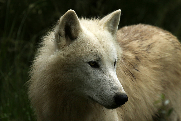 White wolves - Parc animalier de Ste Croix