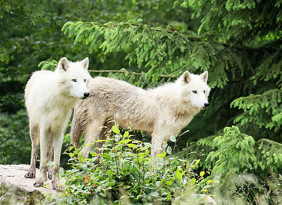 White wolves - Parc animalier de Ste Croix