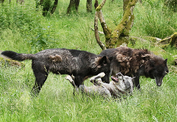 Black wolves - Parc animalier de Ste Croix