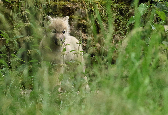 White wolves - Parc animalier de Ste Croix