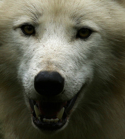 White wolf - parc animalier de Ste Croix