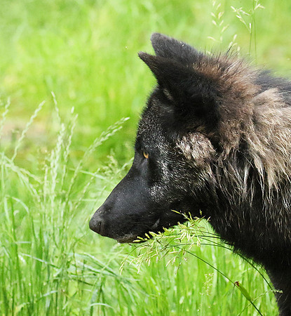 Black wolves - Parc animalier de Ste Croix