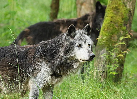 Black wolves - Parc animalier de Ste Croix